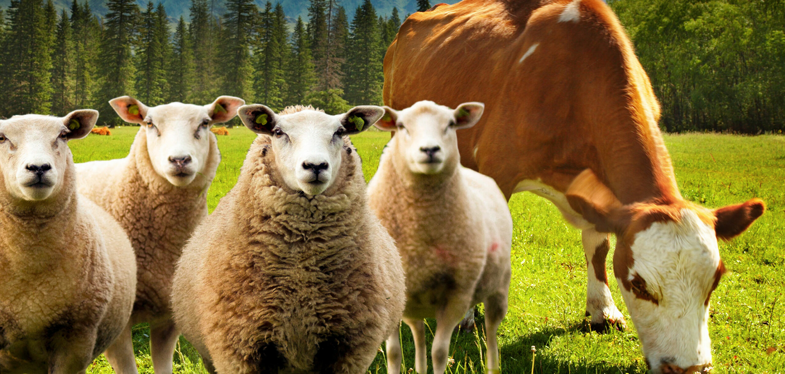 tierortung gps